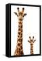 Safari Profile Collection - Giraffe and Baby White Edition-Philippe Hugonnard-Framed Stretched Canvas