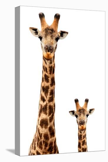 Safari Profile Collection - Giraffe and Baby White Edition-Philippe Hugonnard-Stretched Canvas