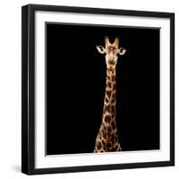 Safari Profile Collection - Giraffe Black Edition V-Philippe Hugonnard-Framed Photographic Print