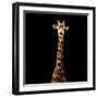 Safari Profile Collection - Giraffe Black Edition V-Philippe Hugonnard-Framed Photographic Print