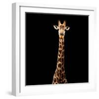 Safari Profile Collection - Giraffe Black Edition V-Philippe Hugonnard-Framed Photographic Print