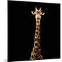 Safari Profile Collection - Giraffe Black Edition V-Philippe Hugonnard-Mounted Photographic Print
