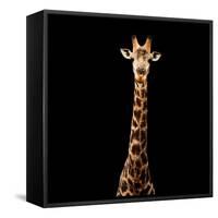 Safari Profile Collection - Giraffe Black Edition V-Philippe Hugonnard-Framed Stretched Canvas