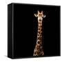 Safari Profile Collection - Giraffe Black Edition V-Philippe Hugonnard-Framed Stretched Canvas