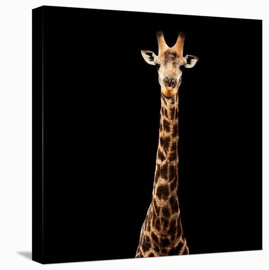 Safari Profile Collection - Giraffe Black Edition V-Philippe Hugonnard-Stretched Canvas