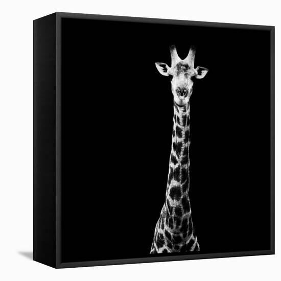 Safari Profile Collection - Giraffe Black Edition VI-Philippe Hugonnard-Framed Stretched Canvas