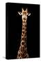 Safari Profile Collection - Giraffe Black Edition VII-Philippe Hugonnard-Stretched Canvas