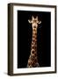 Safari Profile Collection - Giraffe Black Edition VII-Philippe Hugonnard-Framed Photographic Print