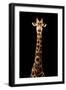 Safari Profile Collection - Giraffe Black Edition VII-Philippe Hugonnard-Framed Photographic Print