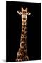 Safari Profile Collection - Giraffe Black Edition VII-Philippe Hugonnard-Mounted Photographic Print