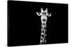 Safari Profile Collection - Giraffe Black Edition X-Philippe Hugonnard-Stretched Canvas