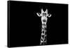 Safari Profile Collection - Giraffe Black Edition X-Philippe Hugonnard-Framed Stretched Canvas