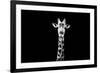 Safari Profile Collection - Giraffe Black Edition X-Philippe Hugonnard-Framed Photographic Print