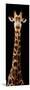 Safari Profile Collection - Giraffe Black Edition XI-Philippe Hugonnard-Mounted Photographic Print