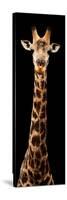 Safari Profile Collection - Giraffe Black Edition XI-Philippe Hugonnard-Stretched Canvas