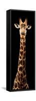 Safari Profile Collection - Giraffe Black Edition XI-Philippe Hugonnard-Framed Stretched Canvas