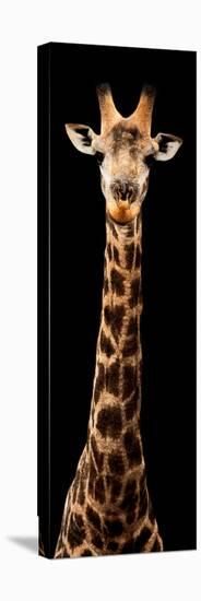 Safari Profile Collection - Giraffe Black Edition XI-Philippe Hugonnard-Stretched Canvas