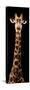 Safari Profile Collection - Giraffe Black Edition XI-Philippe Hugonnard-Stretched Canvas