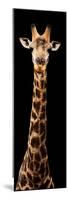 Safari Profile Collection - Giraffe Black Edition XI-Philippe Hugonnard-Mounted Photographic Print