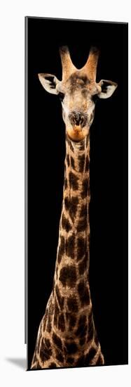 Safari Profile Collection - Giraffe Black Edition XI-Philippe Hugonnard-Mounted Photographic Print
