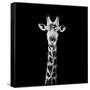 Safari Profile Collection - Giraffe Portrait Black Edition II-Philippe Hugonnard-Framed Stretched Canvas