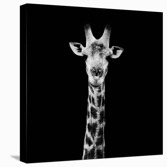 Safari Profile Collection - Giraffe Portrait Black Edition II-Philippe Hugonnard-Stretched Canvas
