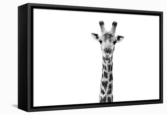Safari Profile Collection - Giraffe Portrait White Edition II-Philippe Hugonnard-Framed Stretched Canvas