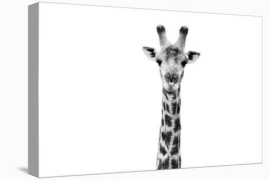 Safari Profile Collection - Giraffe Portrait White Edition II-Philippe Hugonnard-Stretched Canvas