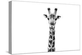 Safari Profile Collection - Giraffe Portrait White Edition II-Philippe Hugonnard-Stretched Canvas