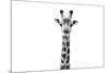 Safari Profile Collection - Giraffe Portrait White Edition II-Philippe Hugonnard-Mounted Photographic Print