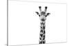 Safari Profile Collection - Giraffe Portrait White Edition II-Philippe Hugonnard-Stretched Canvas