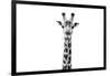 Safari Profile Collection - Giraffe Portrait White Edition II-Philippe Hugonnard-Framed Photographic Print