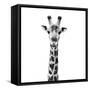 Safari Profile Collection - Giraffe Portrait White Edition IV-Philippe Hugonnard-Framed Stretched Canvas