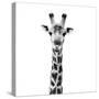 Safari Profile Collection - Giraffe Portrait White Edition IV-Philippe Hugonnard-Stretched Canvas