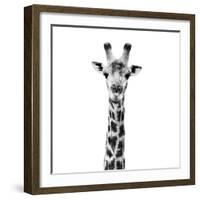 Safari Profile Collection - Giraffe Portrait White Edition IV-Philippe Hugonnard-Framed Photographic Print
