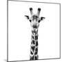 Safari Profile Collection - Giraffe Portrait White Edition IV-Philippe Hugonnard-Mounted Photographic Print
