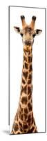 Safari Profile Collection - Giraffe White Edition IX-Philippe Hugonnard-Mounted Photographic Print