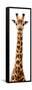 Safari Profile Collection - Giraffe White Edition IX-Philippe Hugonnard-Framed Stretched Canvas