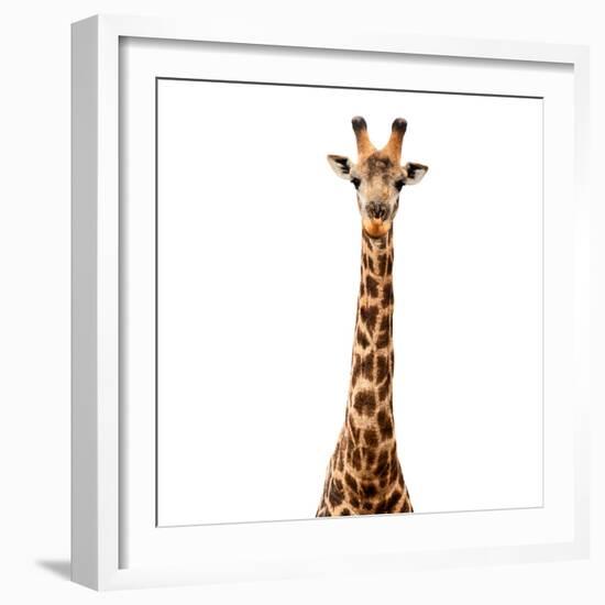 Safari Profile Collection - Giraffe White Edition V-Philippe Hugonnard-Framed Photographic Print