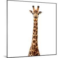 Safari Profile Collection - Giraffe White Edition V-Philippe Hugonnard-Mounted Photographic Print
