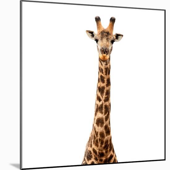Safari Profile Collection - Giraffe White Edition V-Philippe Hugonnard-Mounted Photographic Print