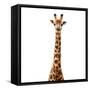 Safari Profile Collection - Giraffe White Edition V-Philippe Hugonnard-Framed Stretched Canvas