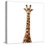 Safari Profile Collection - Giraffe White Edition V-Philippe Hugonnard-Stretched Canvas