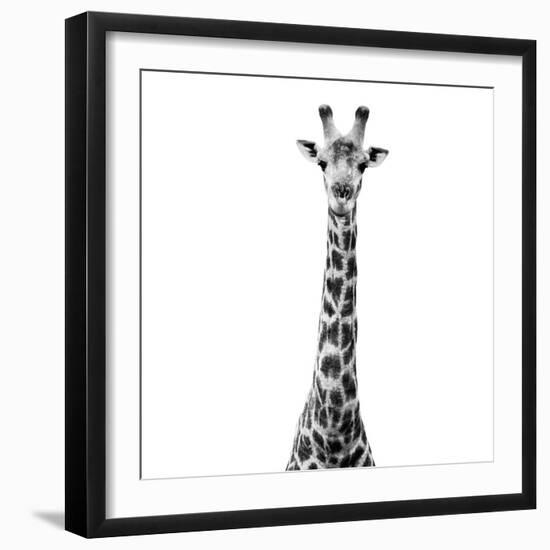 Safari Profile Collection - Giraffe White Edition VI-Philippe Hugonnard-Framed Photographic Print