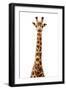 Safari Profile Collection - Giraffe White Edition VII-Philippe Hugonnard-Framed Photographic Print