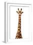 Safari Profile Collection - Giraffe White Edition VII-Philippe Hugonnard-Framed Photographic Print