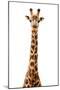 Safari Profile Collection - Giraffe White Edition VII-Philippe Hugonnard-Mounted Photographic Print