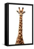 Safari Profile Collection - Giraffe White Edition VII-Philippe Hugonnard-Framed Stretched Canvas