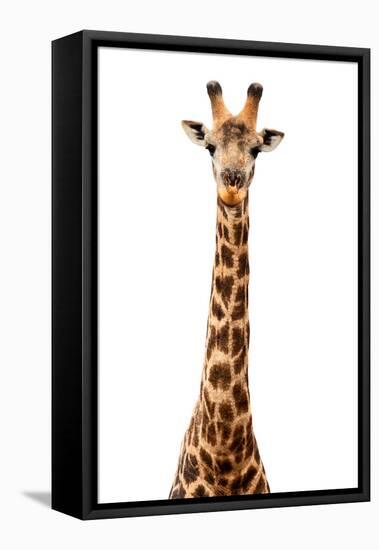 Safari Profile Collection - Giraffe White Edition VII-Philippe Hugonnard-Framed Stretched Canvas