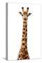 Safari Profile Collection - Giraffe White Edition VII-Philippe Hugonnard-Stretched Canvas